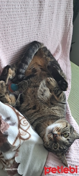 Tekir Kedi, Kedi  MÜEZZA fotoğrafı