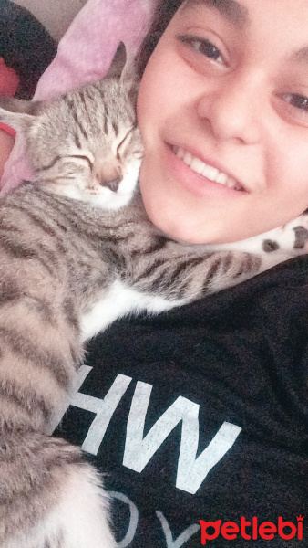 Tekir Kedi, Kedi  Mia fotoğrafı