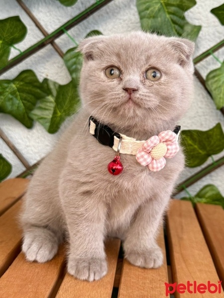 Scottish Fold, Kedi  Patik fotoğrafı