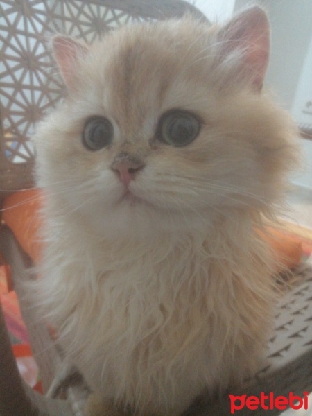 İran Kedisi (Persian), Kedi  DALİN fotoğrafı