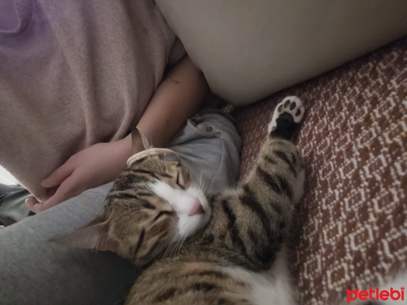 Tekir Kedi, Kedi  Tomris fotoğrafı