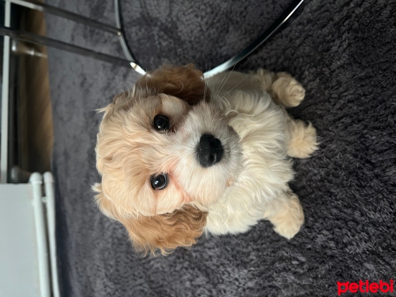 Poodle (Minyatür Kaniş), Köpek  Karamel fotoğrafı