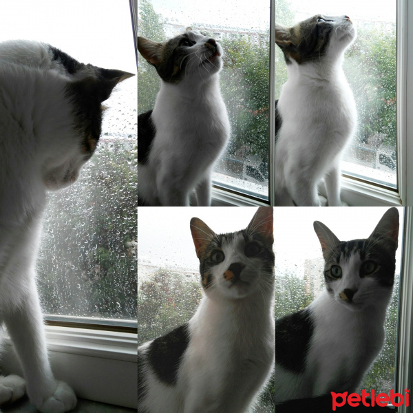 Tekir Kedi, Kedi  Paşa fotoğrafı