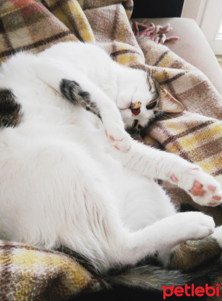 Tekir Kedi, Kedi  Paşa fotoğrafı