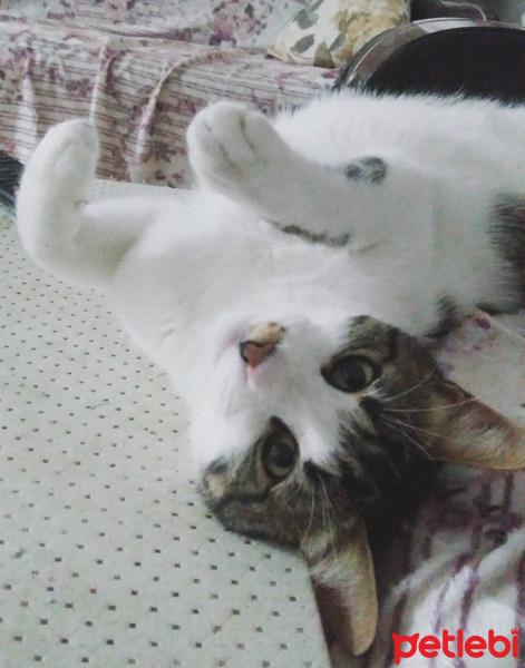 Tekir Kedi, Kedi  Paşa fotoğrafı