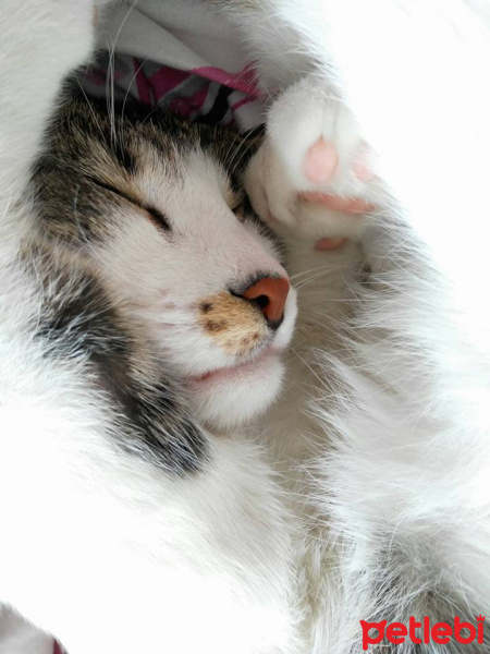 Tekir Kedi, Kedi  Paşa fotoğrafı