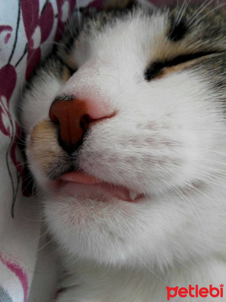 Tekir Kedi, Kedi  Paşa fotoğrafı