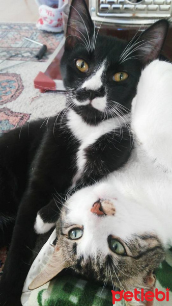 Tekir Kedi, Kedi  Paşa fotoğrafı