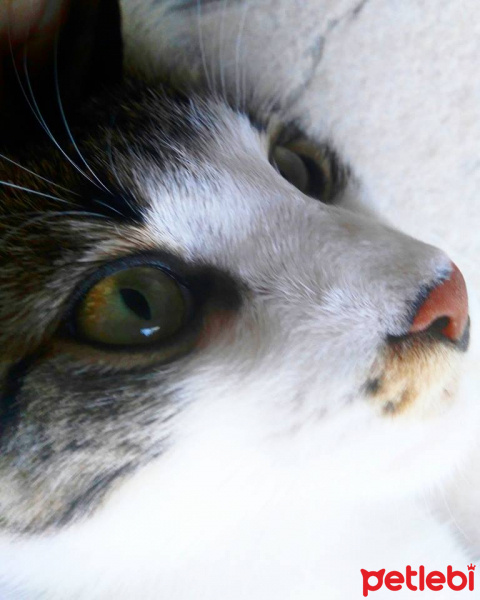 Tekir Kedi, Kedi  Paşa fotoğrafı