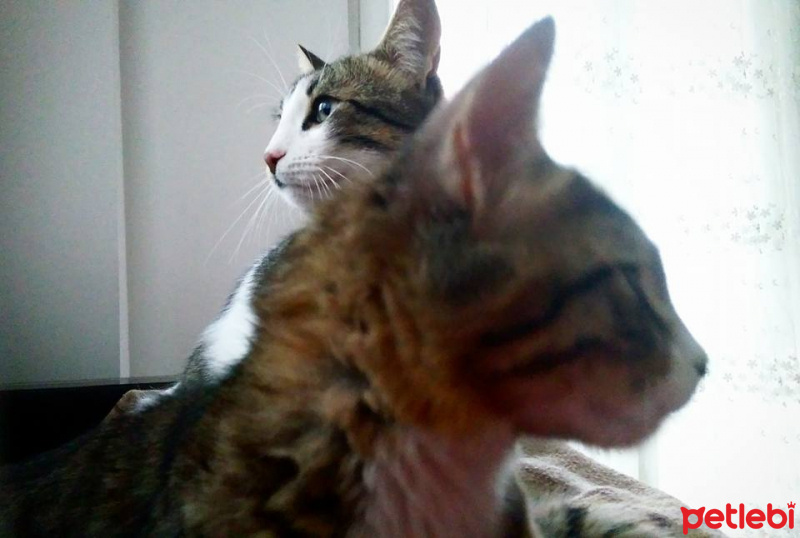 Tekir Kedi, Kedi  Paşa fotoğrafı