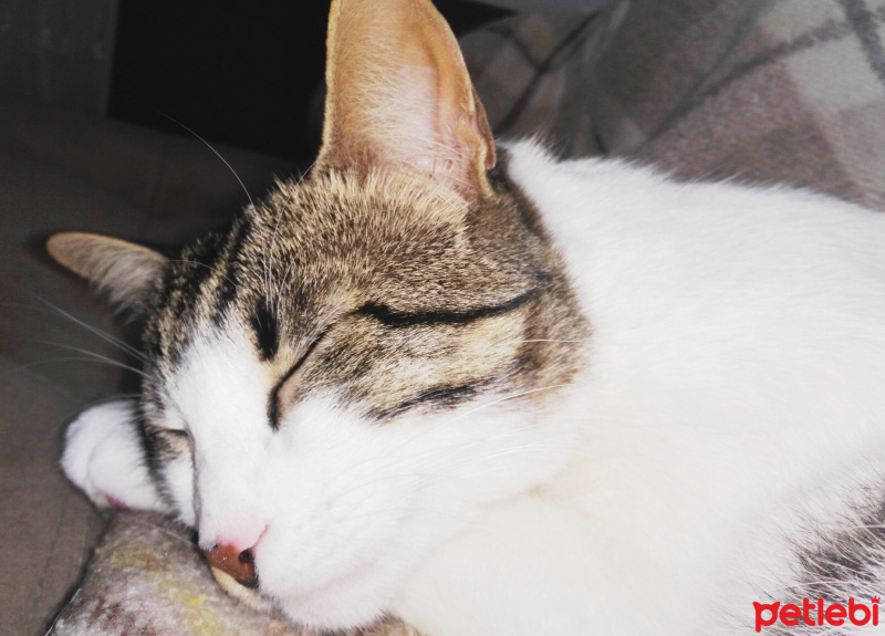 Tekir Kedi, Kedi  Paşa fotoğrafı
