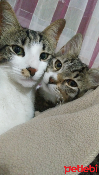 Tekir Kedi, Kedi  Paşa fotoğrafı