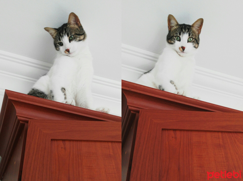 Tekir Kedi, Kedi  Paşa fotoğrafı