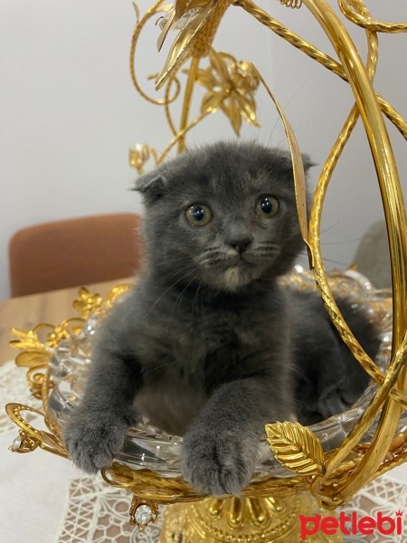 Scottish Fold, Kedi  Duman fotoğrafı