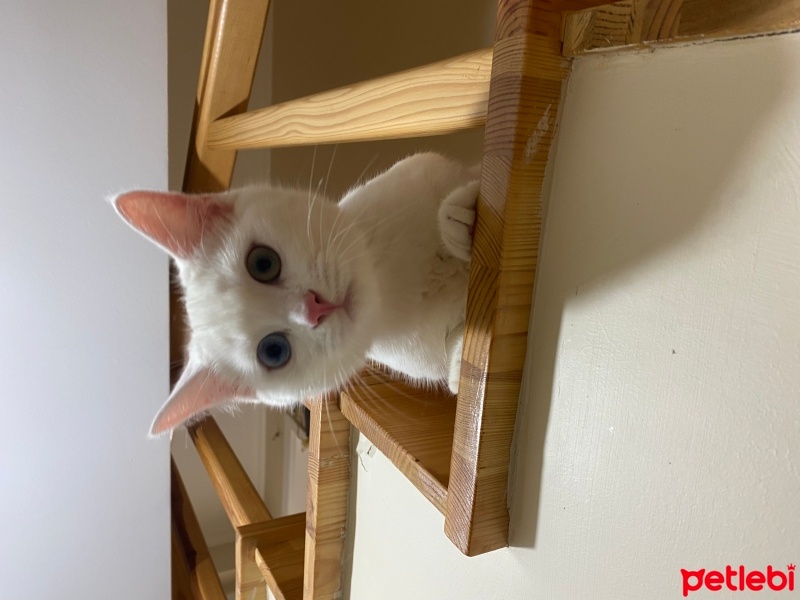 Van Kedisi, Kedi  Coni fotoğrafı