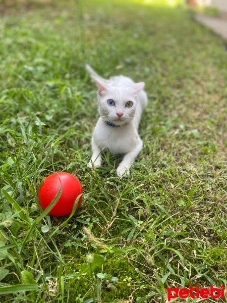 Ankara Kedisi, Kedi  Boncuk fotoğrafı