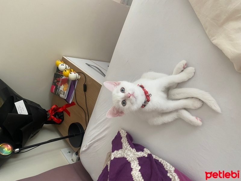 Ankara Kedisi, Kedi  Minci fotoğrafı