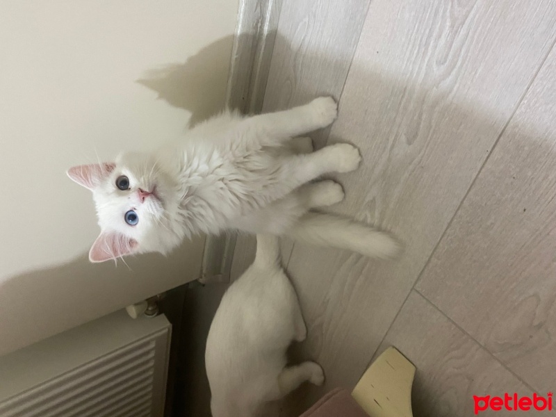 British Longhair, Kedi  Pamuk fotoğrafı