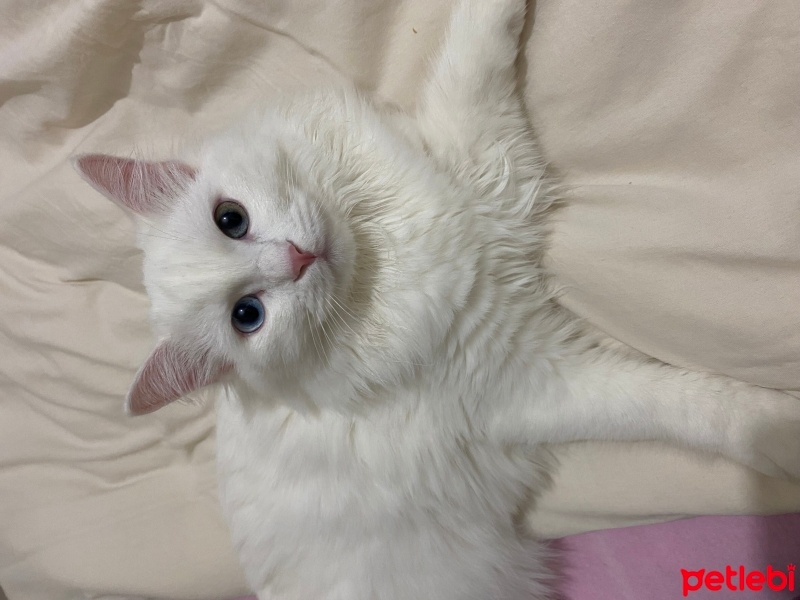 British Longhair, Kedi  Kartopu fotoğrafı