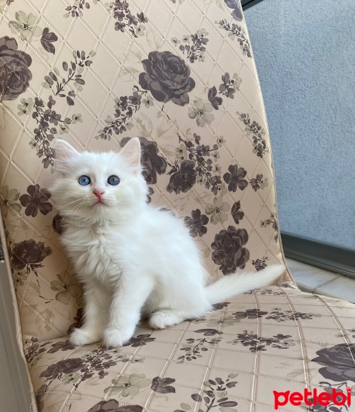 British Longhair, Kedi  Kartopu fotoğrafı