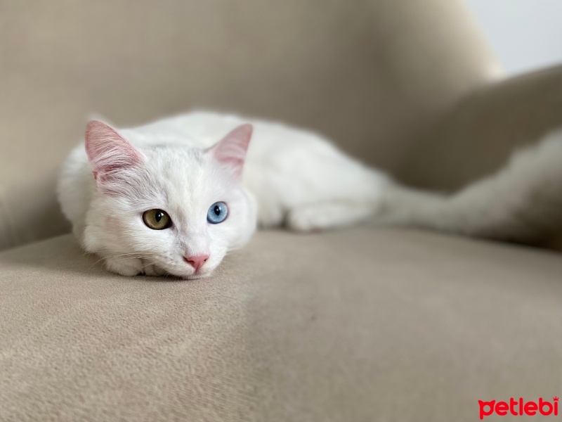 Van Kedisi, Kedi  Cino fotoğrafı