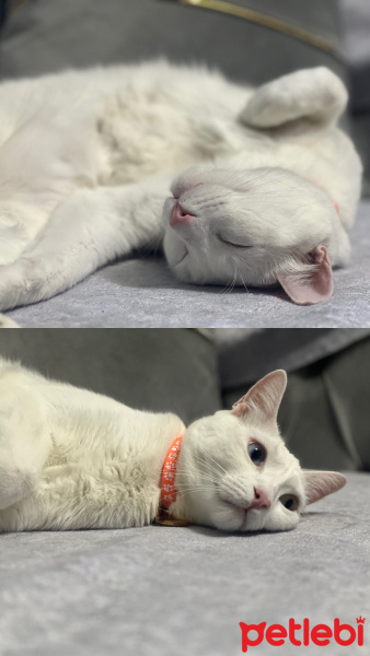 Ankara Kedisi, Kedi  Lokum fotoğrafı