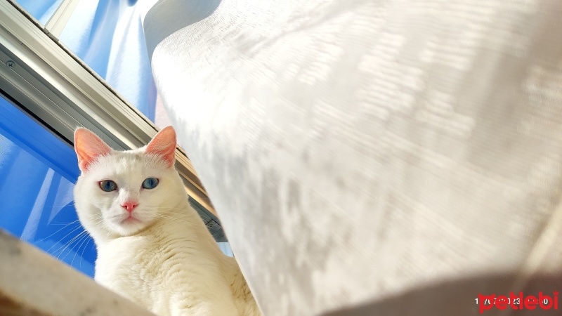 Van Kedisi, Kedi  Maya fotoğrafı