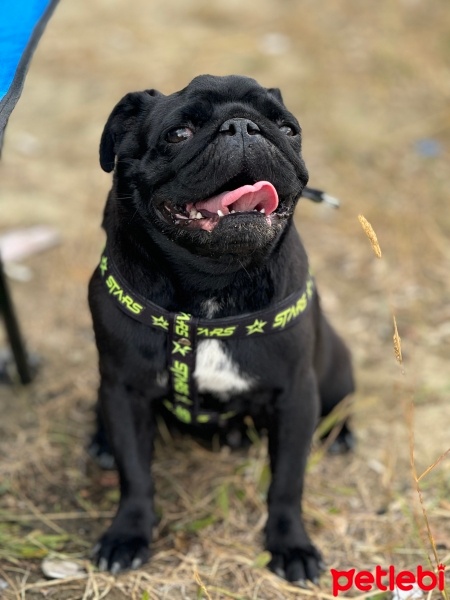 Pug, Köpek  Pörsi fotoğrafı