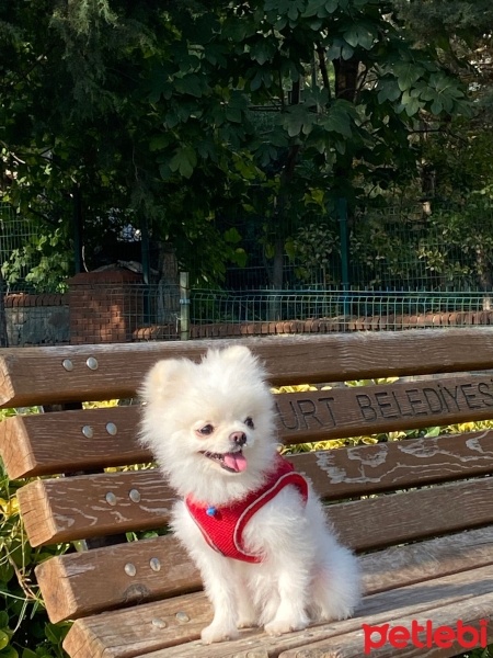 Pomeranyalı, Köpek  Pamuk fotoğrafı