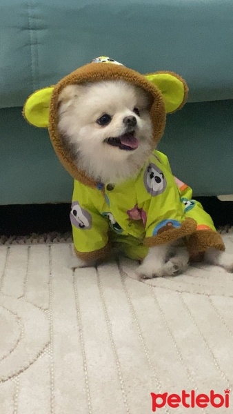 Pomeranyalı, Köpek  Pamuk fotoğrafı