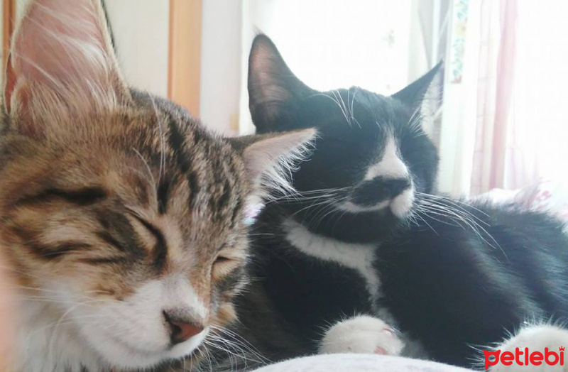 Tekir Kedi, Kedi  Efe fotoğrafı