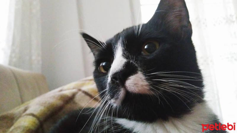 Tekir Kedi, Kedi  Efe fotoğrafı
