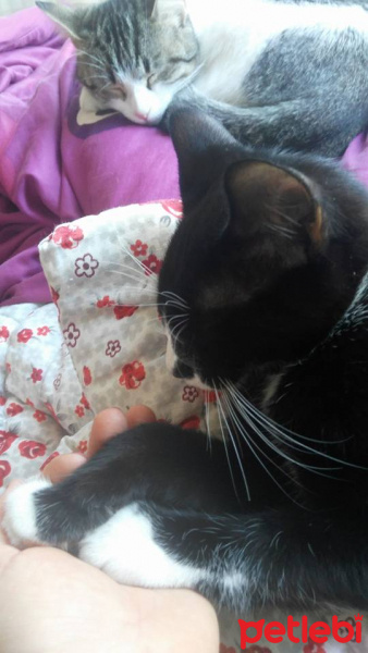Tekir Kedi, Kedi  Efe fotoğrafı