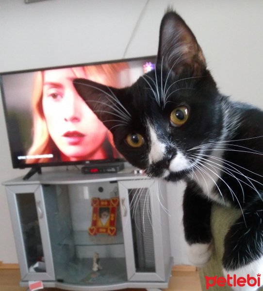 Tekir Kedi, Kedi  Efe fotoğrafı
