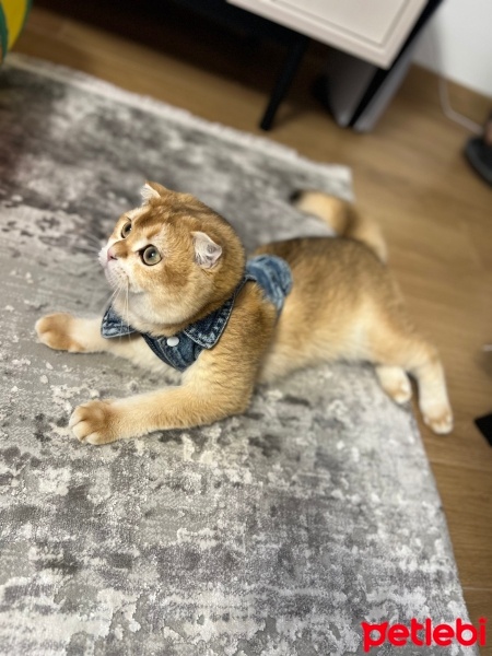 British Shorthair, Kedi  ginger fotoğrafı