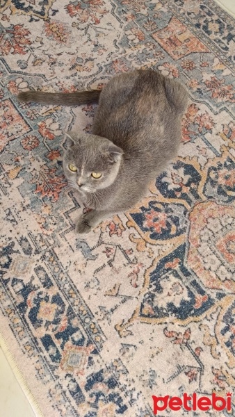 Scottish Fold, Kedi  Duman fotoğrafı