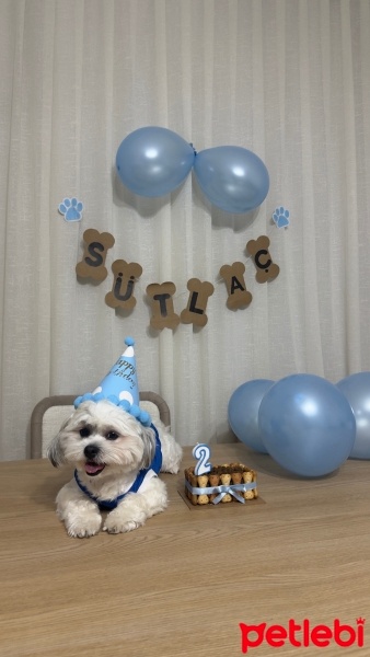 Shih Tzu, Köpek  Sütlaç fotoğrafı