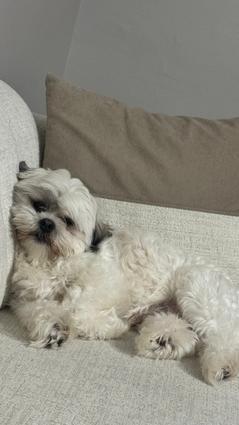 Shih Tzu, Köpek  Sütlaç fotoğrafı