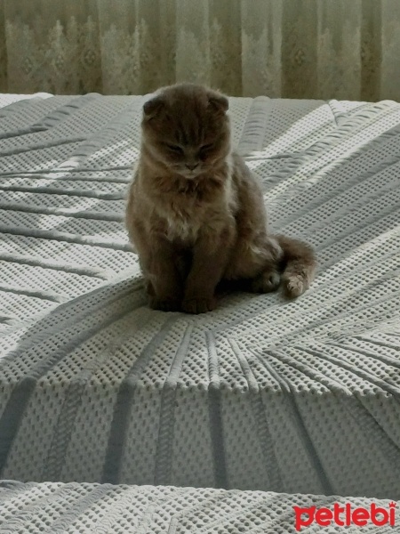 Scottish Fold, Kedi  Miço fotoğrafı