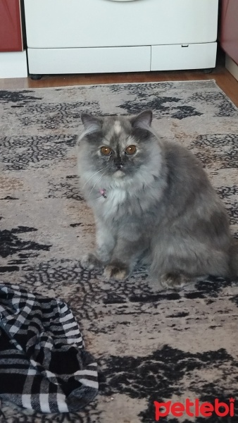 British Longhair, Kedi  Mia fotoğrafı