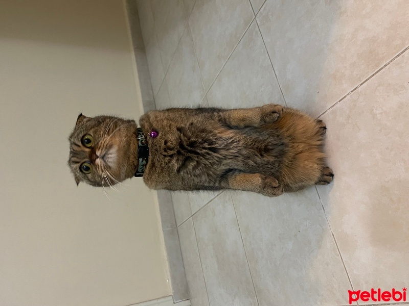 Scottish Fold, Kedi  Çilek 🍓 fotoğrafı
