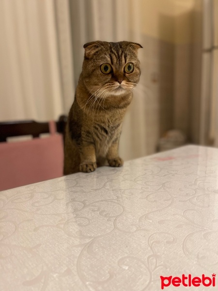 Scottish Fold, Kedi  Çilek 🍓 fotoğrafı