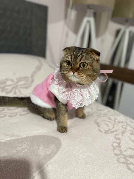Scottish Fold, Kedi  Çilek 🍓 fotoğrafı