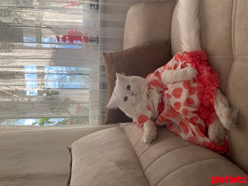 British Shorthair, Kedi  Suşi fotoğrafı