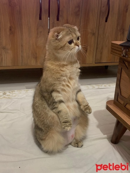 Scottish Fold, Kedi  Firuze fotoğrafı