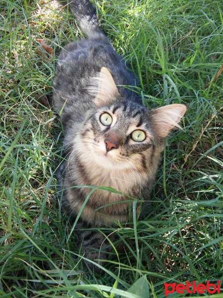 Tekir Kedi, Kedi  Timur fotoğrafı