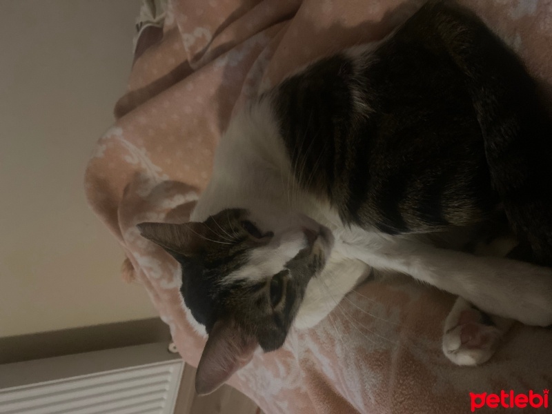 Tekir Kedi, Kedi  Köpük fotoğrafı