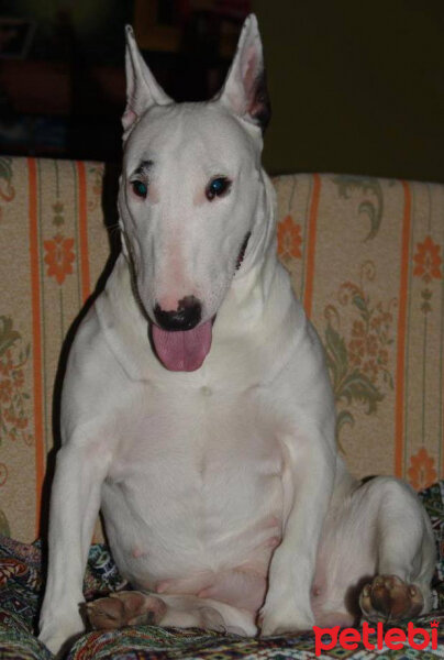 Bull Terrier, Köpek  Titan fotoğrafı