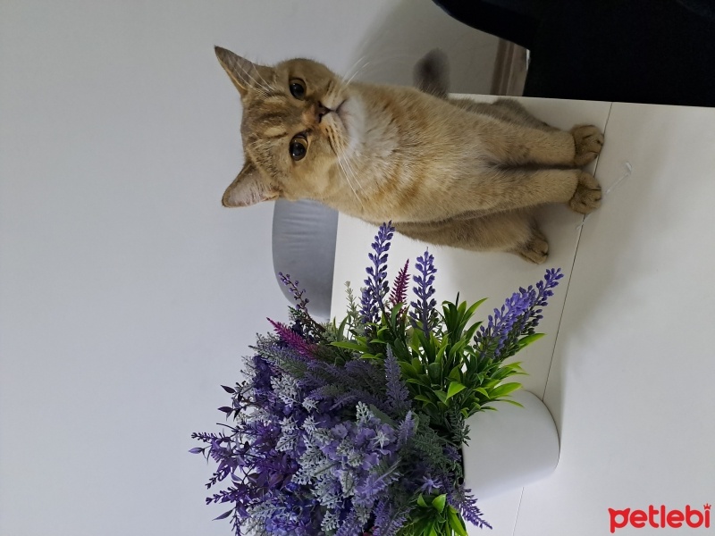 British Shorthair, Kedi  Şuşu fotoğrafı