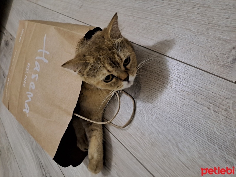 British Shorthair, Kedi  Şuşu fotoğrafı
